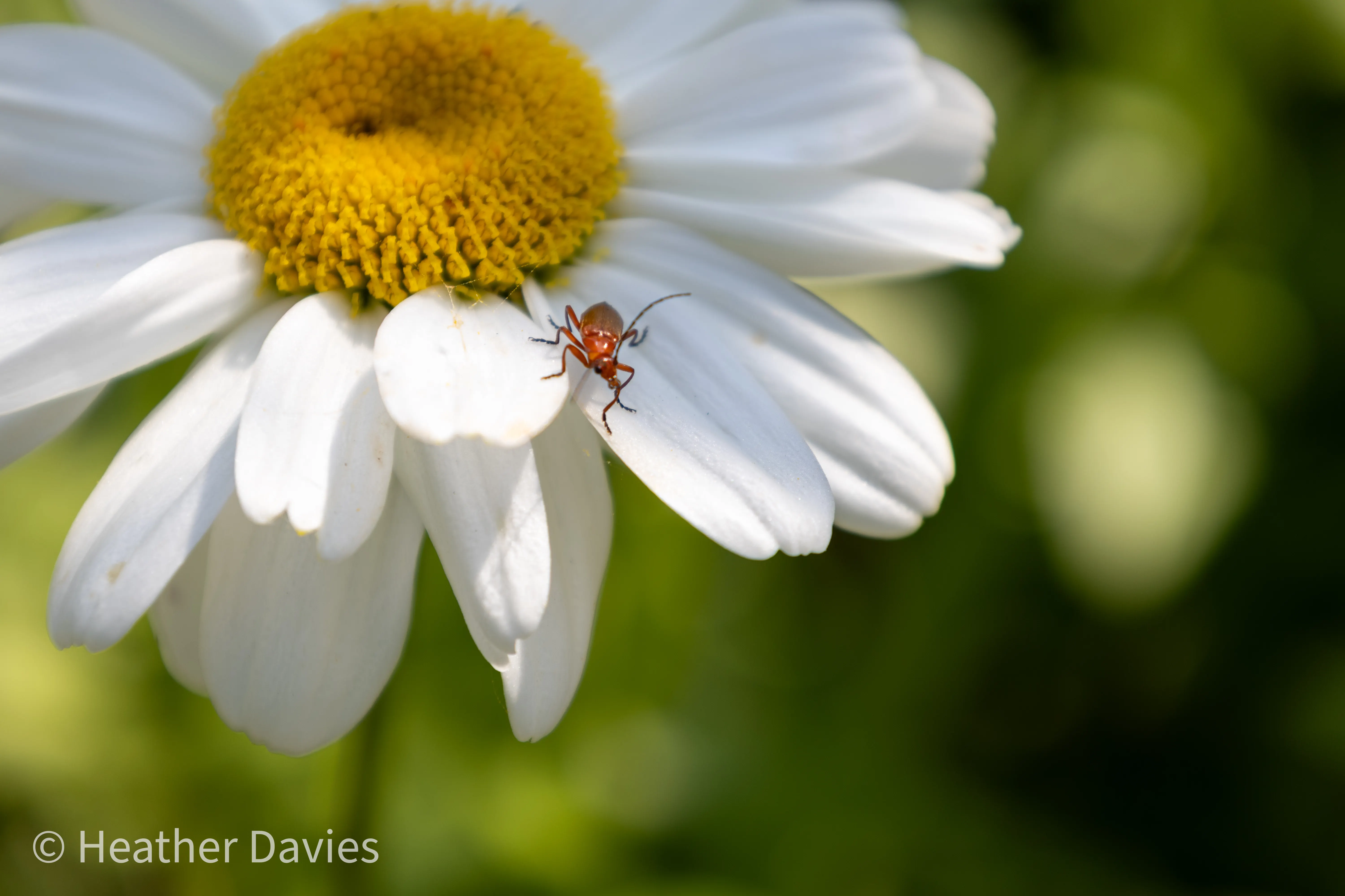 A small insect resting on the leaves of a green plant