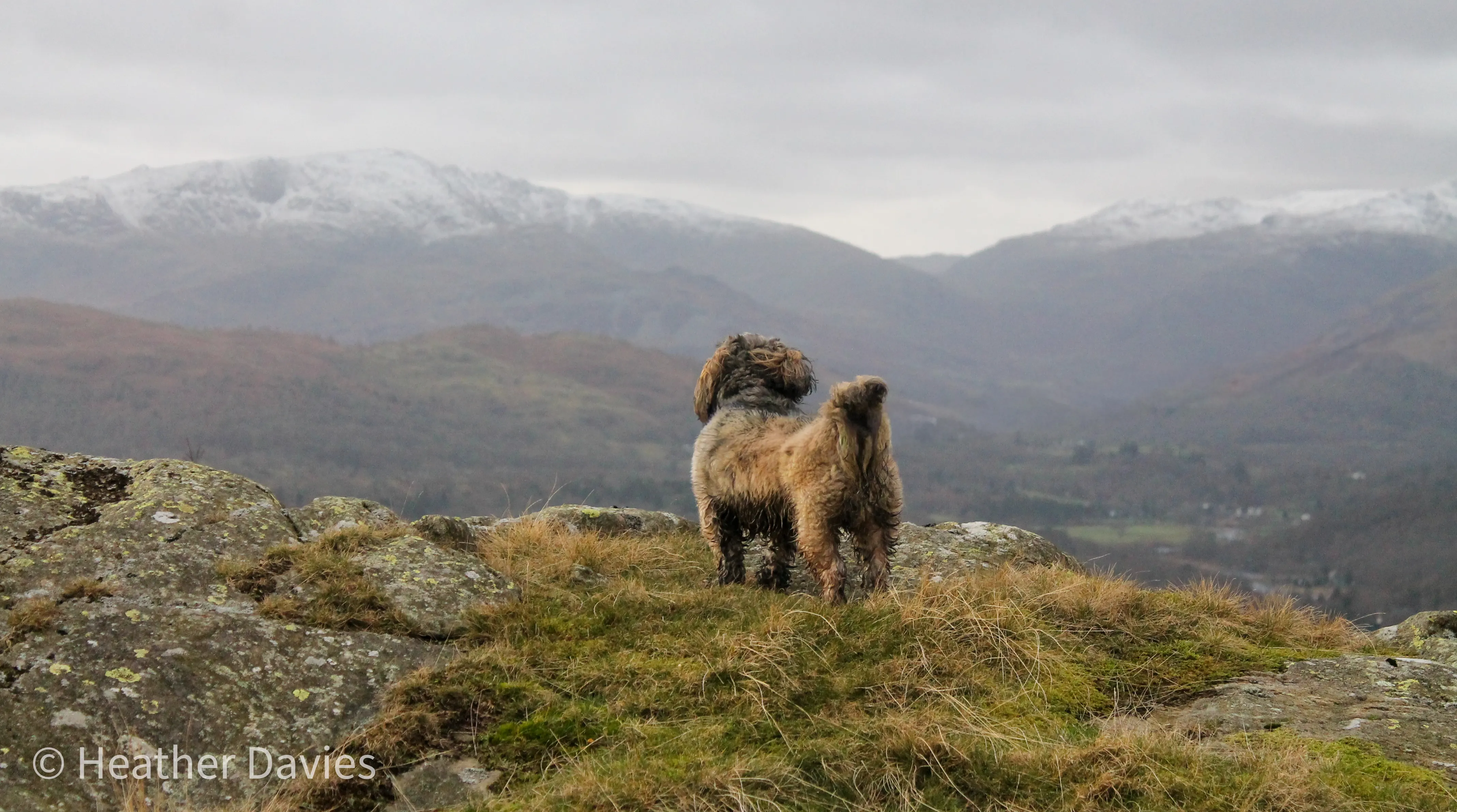 Monty standing on a rocky hilltop looking towards snow-covered mountains