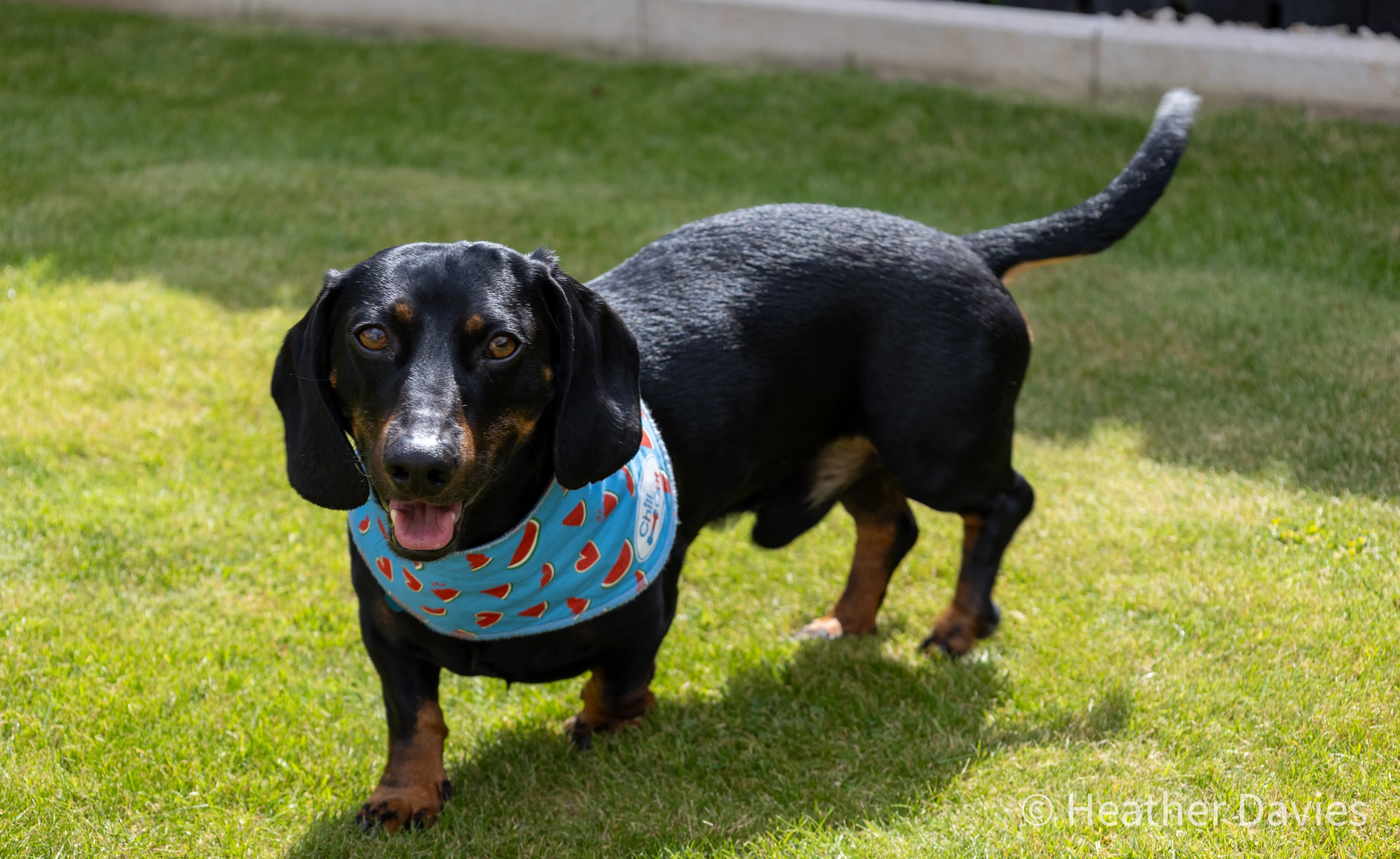 Seb, a black and tan dachshund, standing on grass in a blue watermelon-print bandana