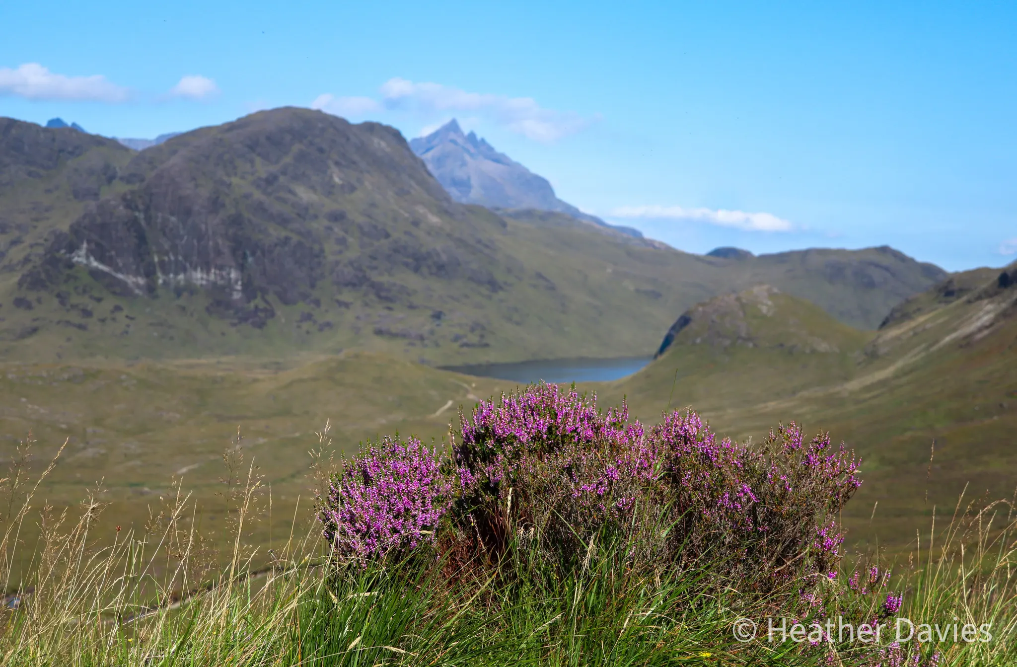 A mound of vivid purple heather overlooking a loch and rugged Highland mountains