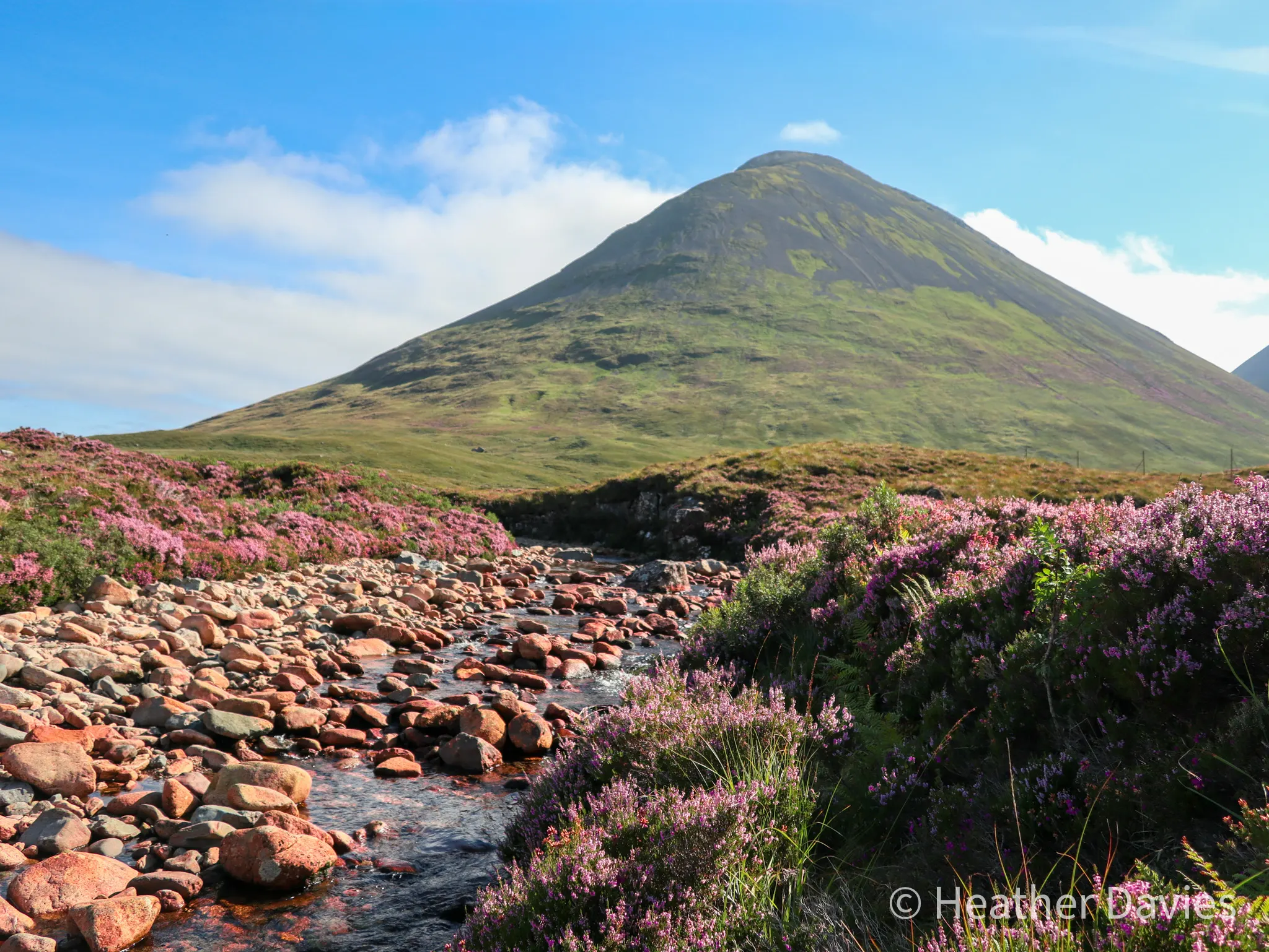 A rocky stream winding through bright purple heather towards a green mountain