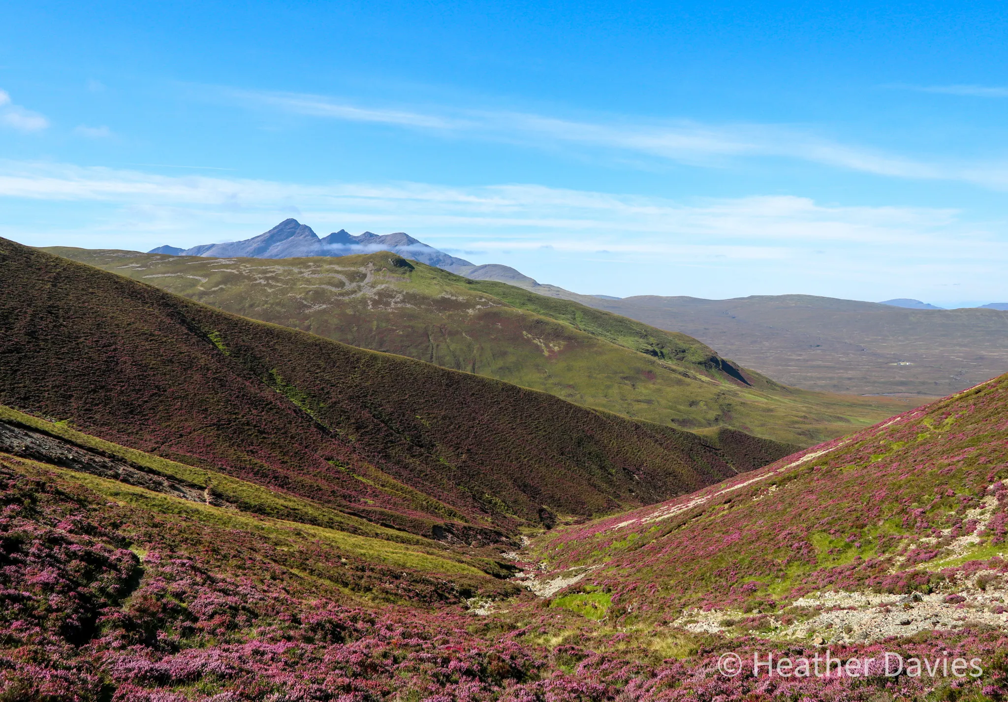 Rolling Highland hills covered in purple heather with distant mountain peaks