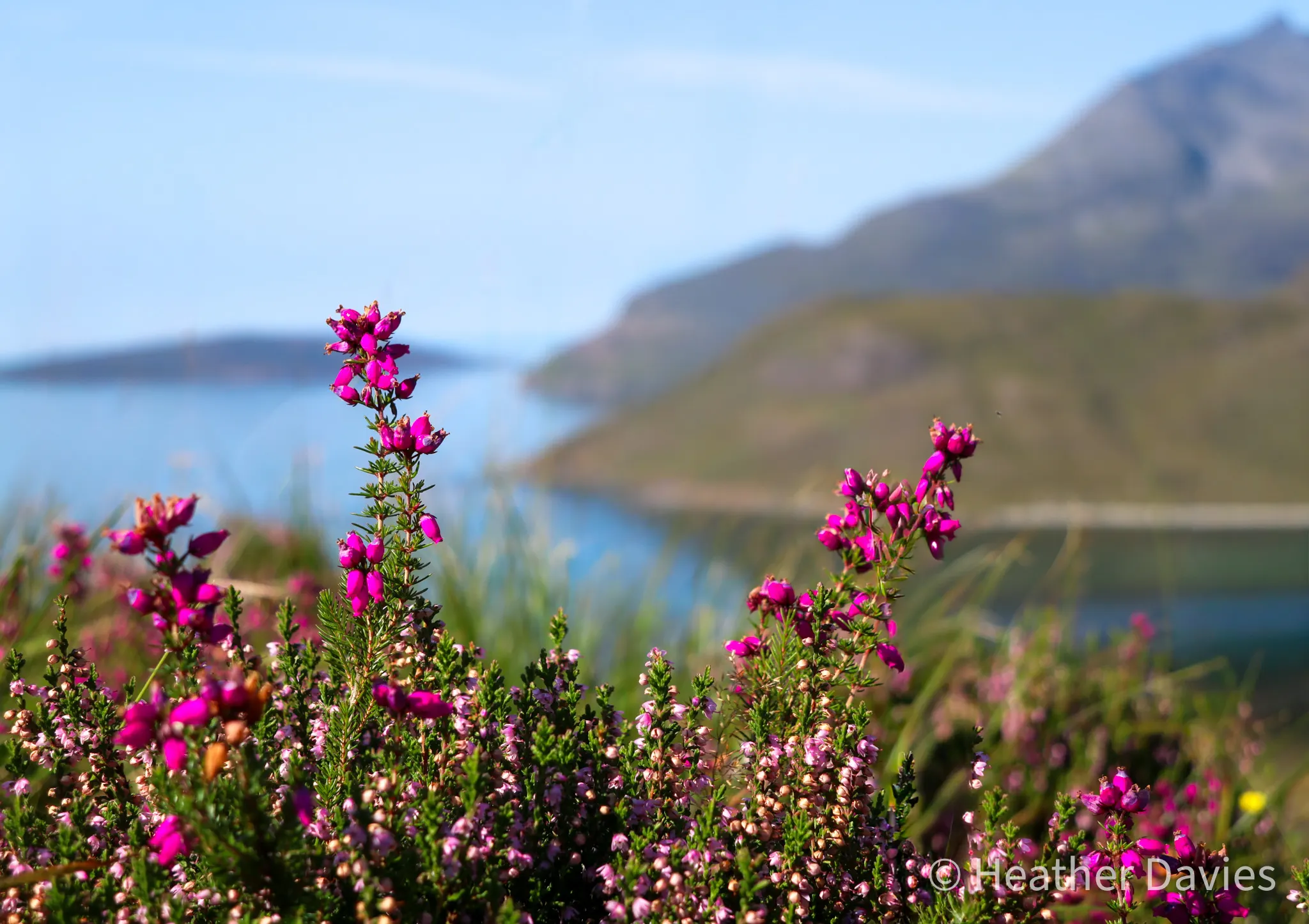 Bright pink heather in focus with a loch and mountains softly blurred behind