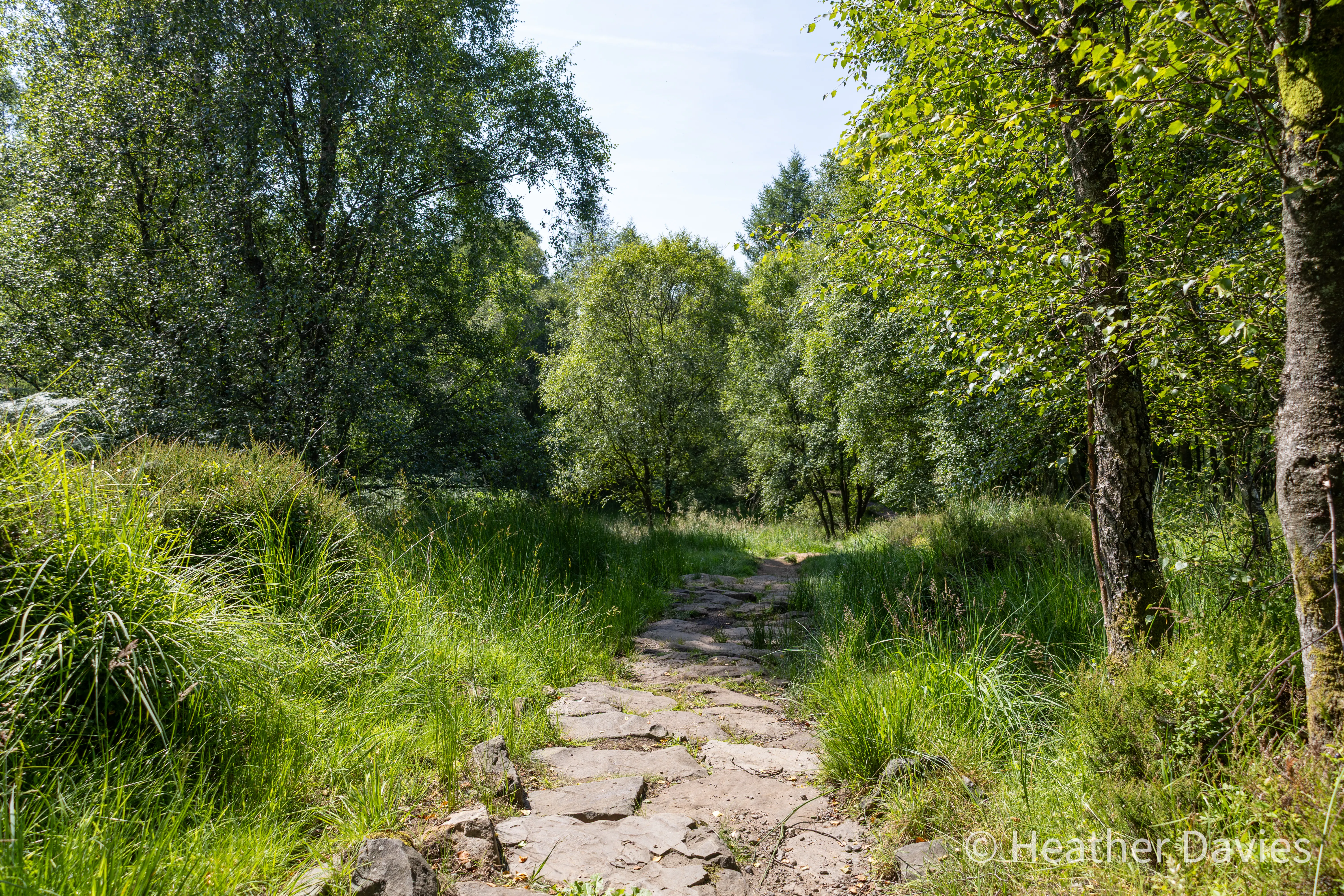 A shaded path leading between tall trees in summer woodland