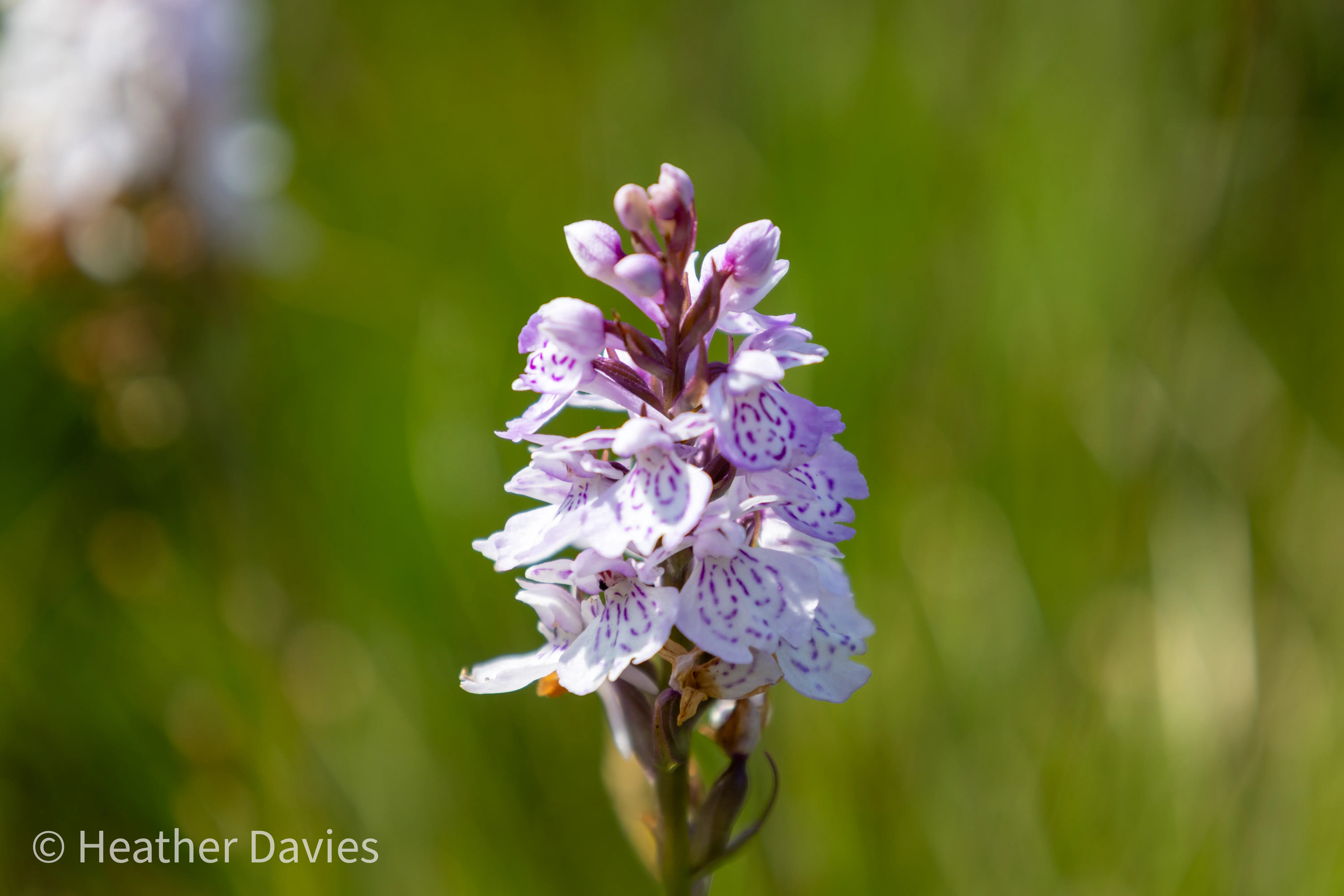 A delicate wildflower standing among soft green foliage
