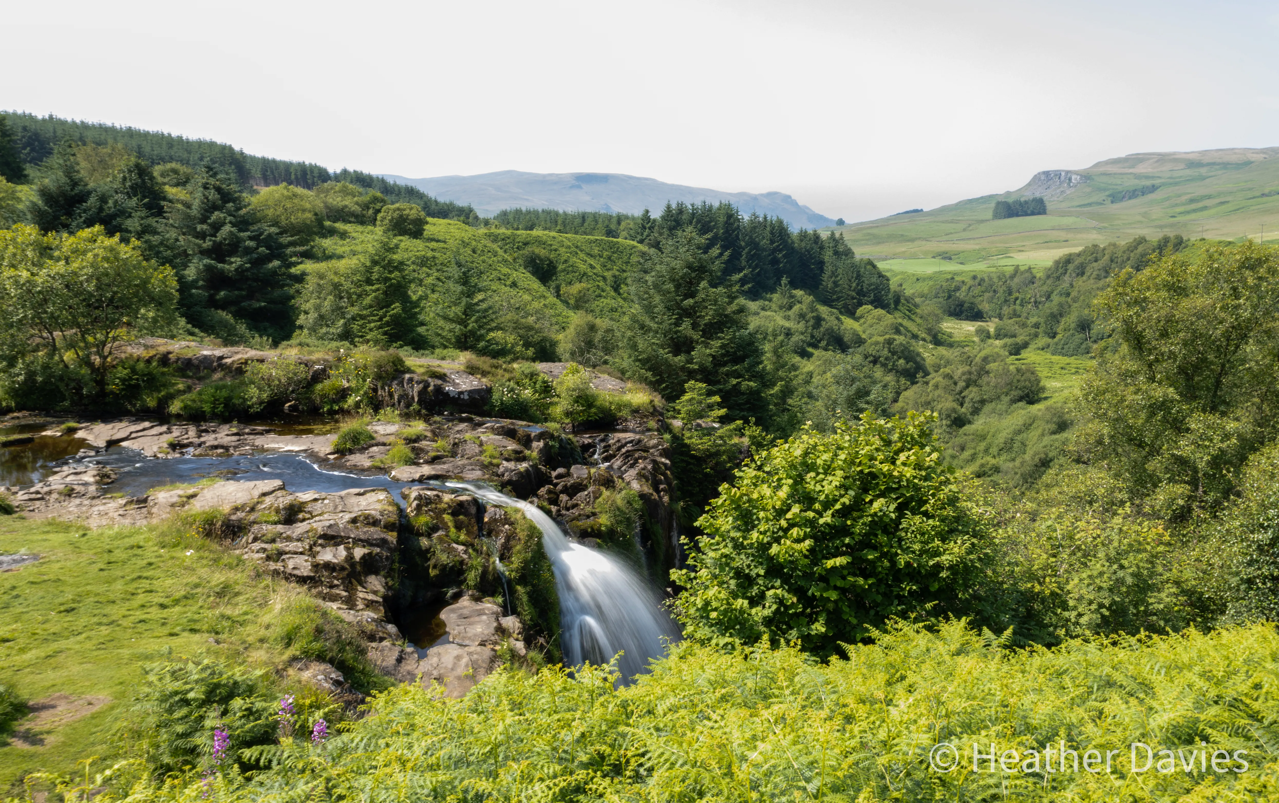 A woodland path surrounded by lush summer foliage on the Loop of Fintry